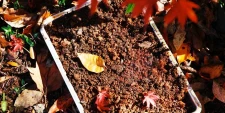 Dark compost near a pile of leaves