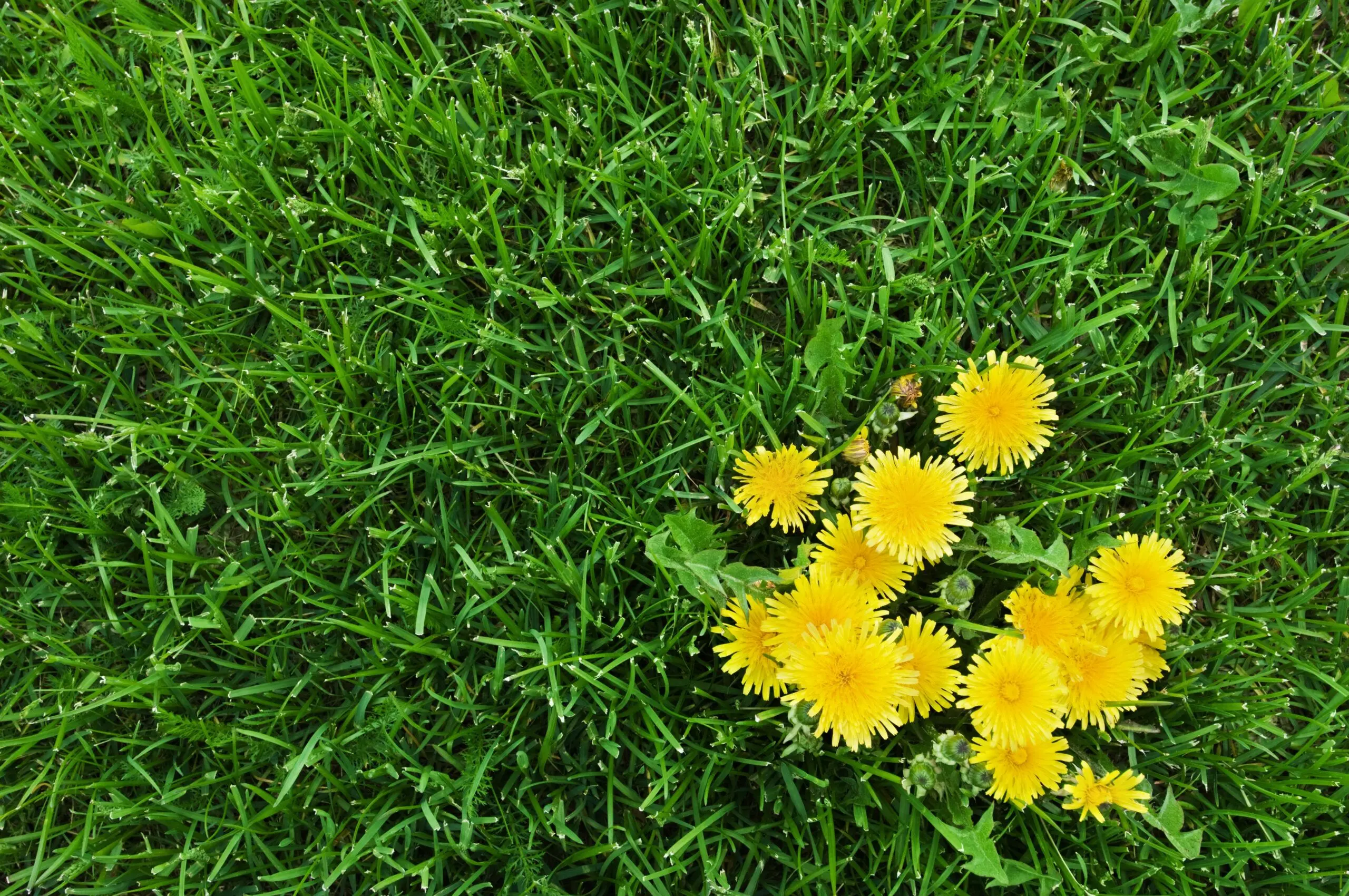 How to Get Rid of Weeds Without Killing Grass