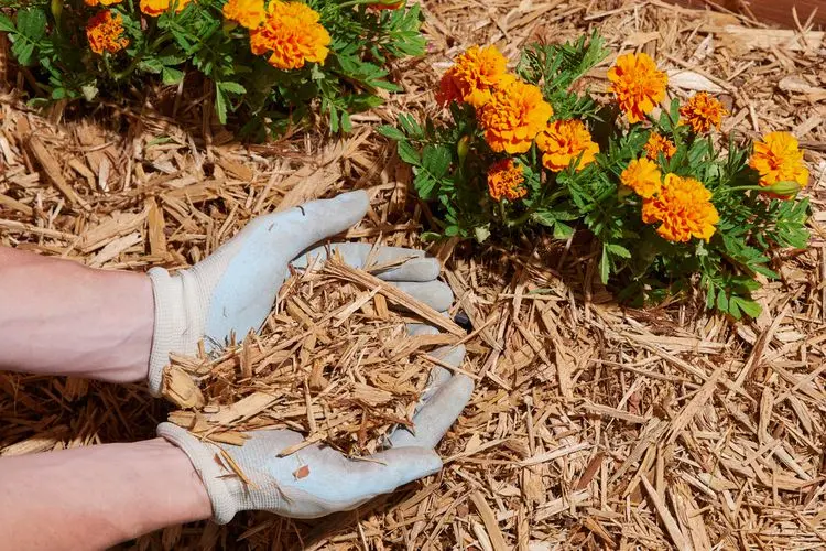 Covering garden beds with mulch for winter