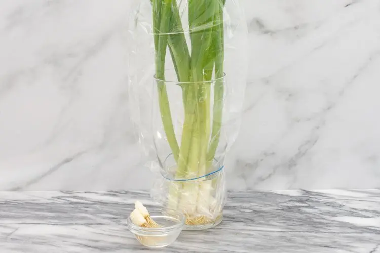 Green garlic stored in a glass of water