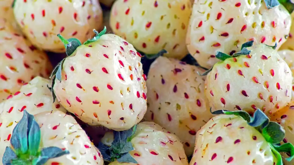 Pineberries