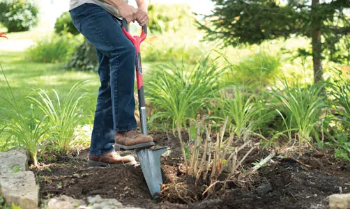 Prepare your planting bed