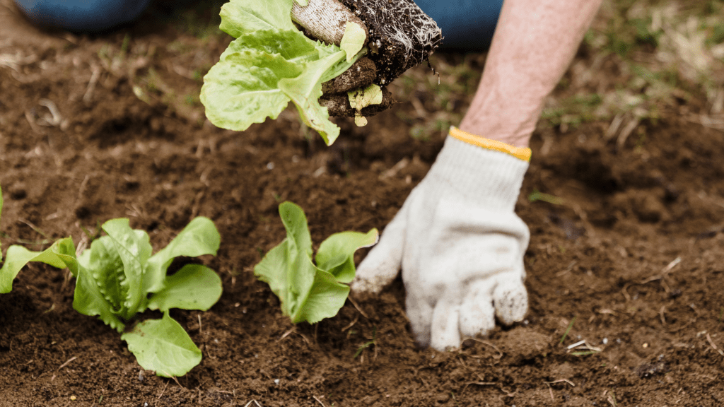 Preparing the garden