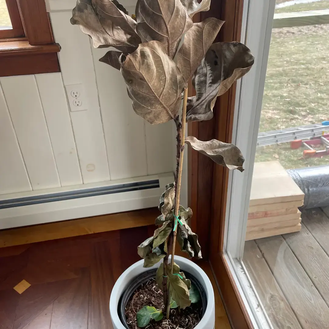 A fiddle leaf fig tree with overgrown branches or one with a few dead or yellowing leaves.