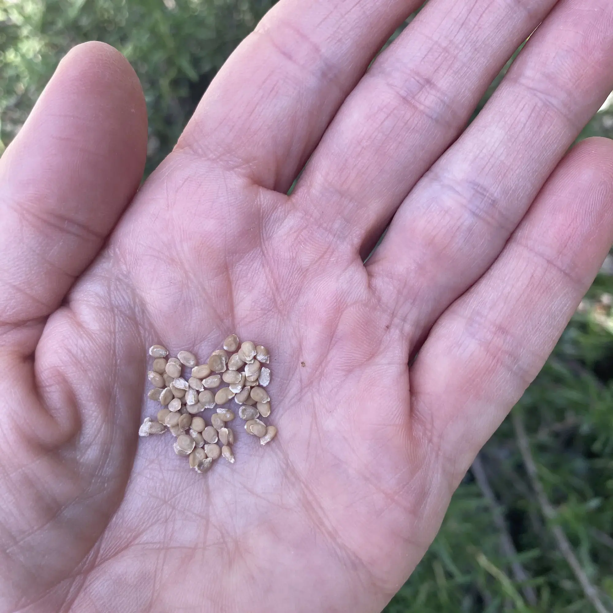 Tomato Seeds in Hands