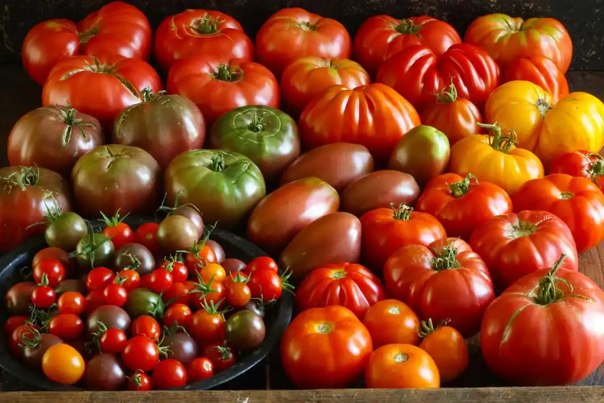 different varieties of tomatoes