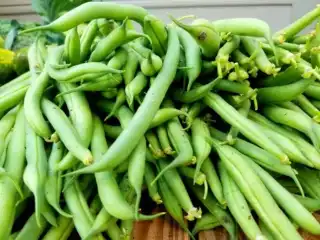 Fresh Green Beans in Garden