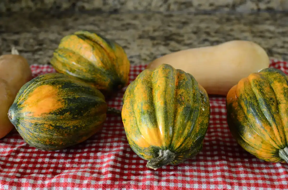 Fresh Acorn Squash on a Wooden Table