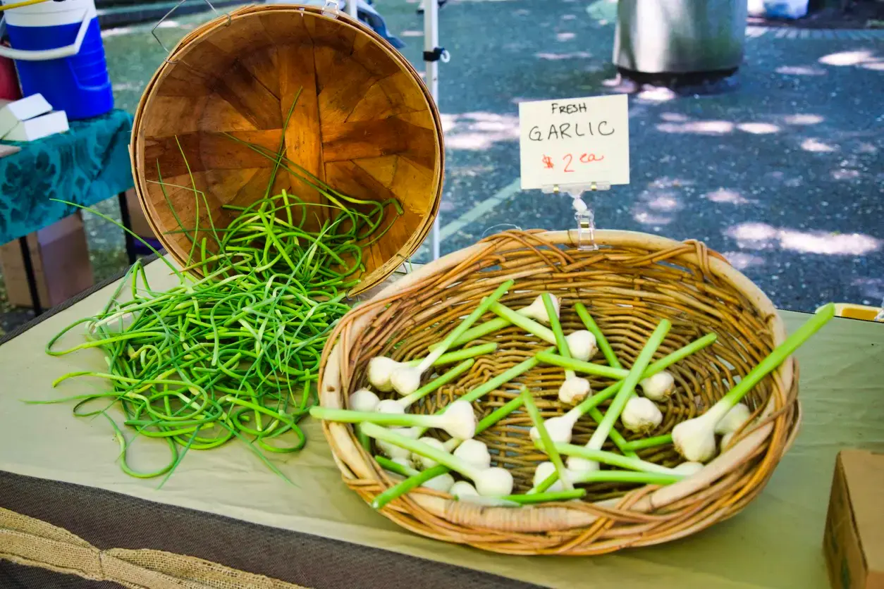 Farmers' market stall with fresh green garlic on display