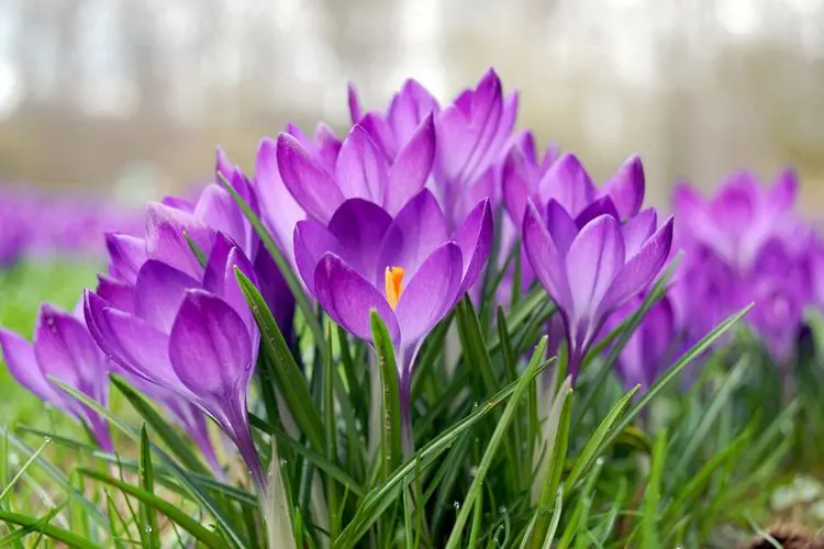 Crocus Flowers