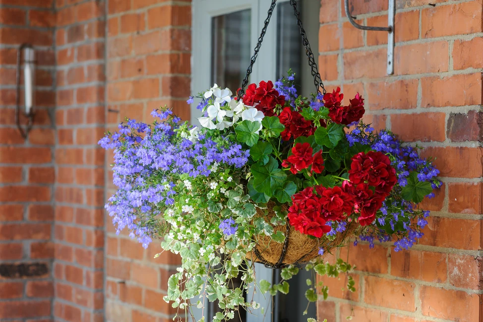 Lobelia in Hanging Basket