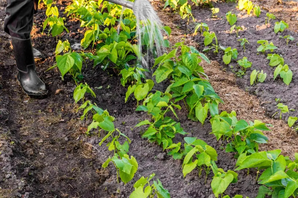 Watering Green Beans