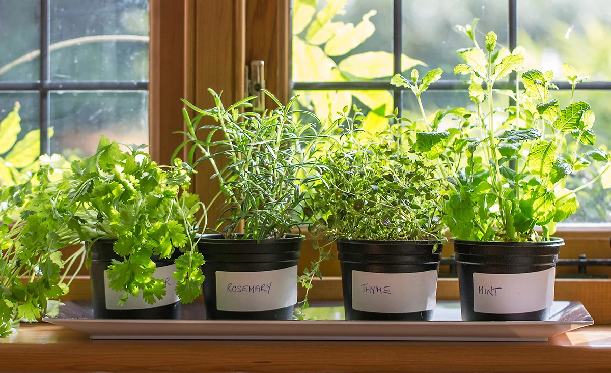 Prepare Herbs for Winter