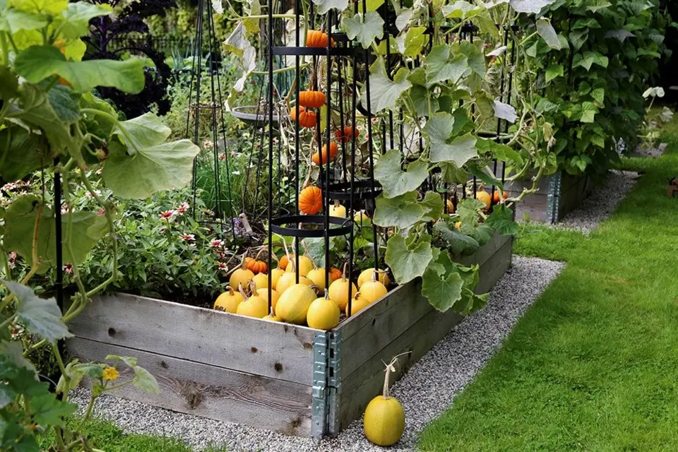 Trellis for Growing Squash