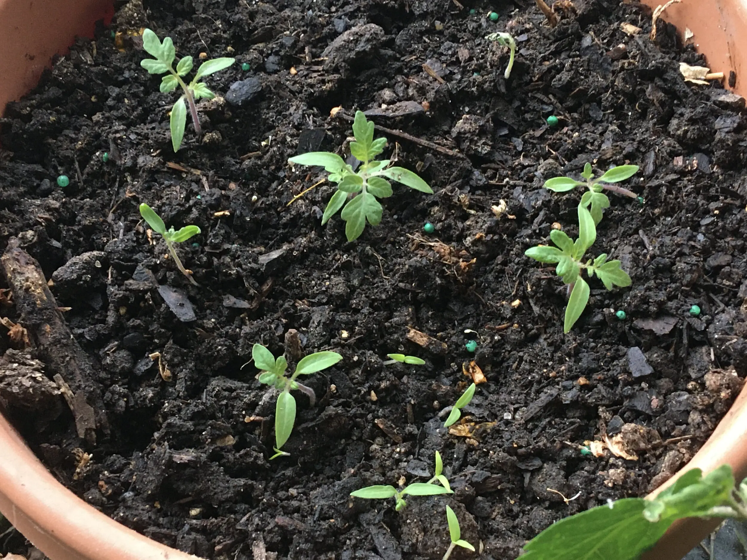 Tomato Seedlings in Pots