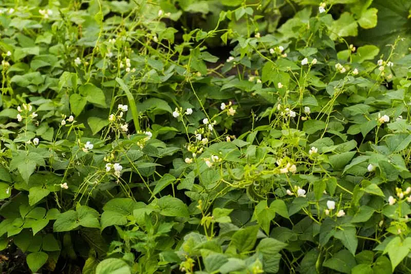 Bush Beans Growing