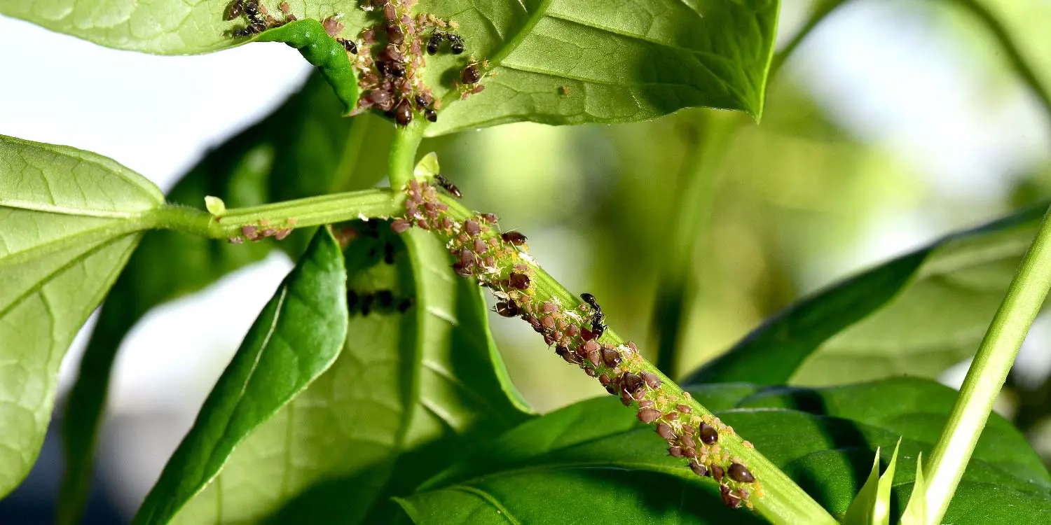 Green Bean Pests