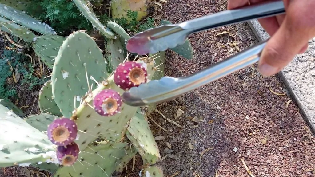 Une personne portant des gants et utilisant des pinces pour manipuler des figues de Barbarie