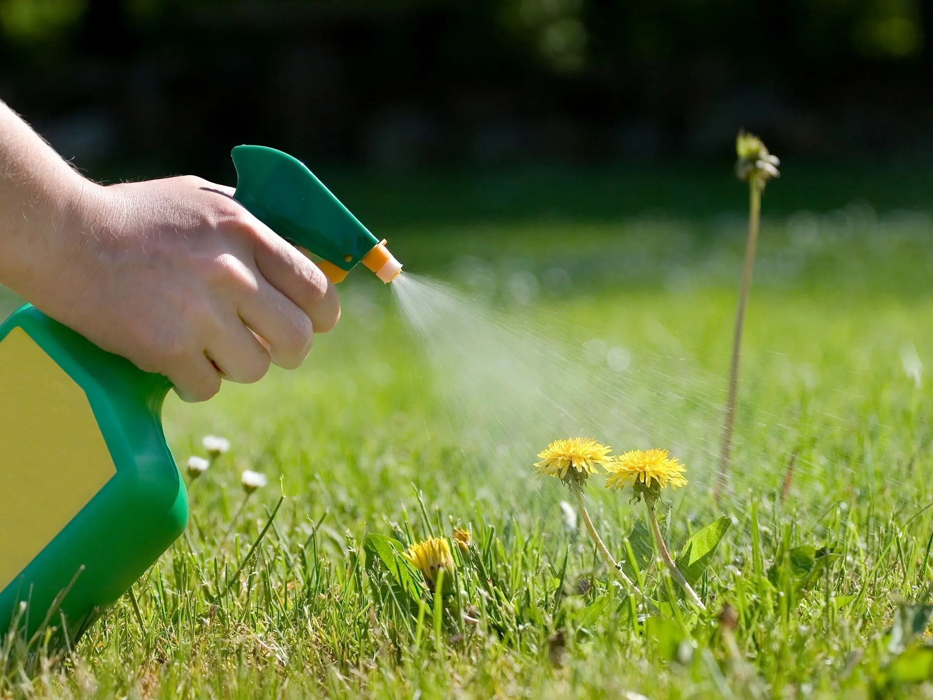 Use vinegar for weed control to get rid of weeds without killing grass