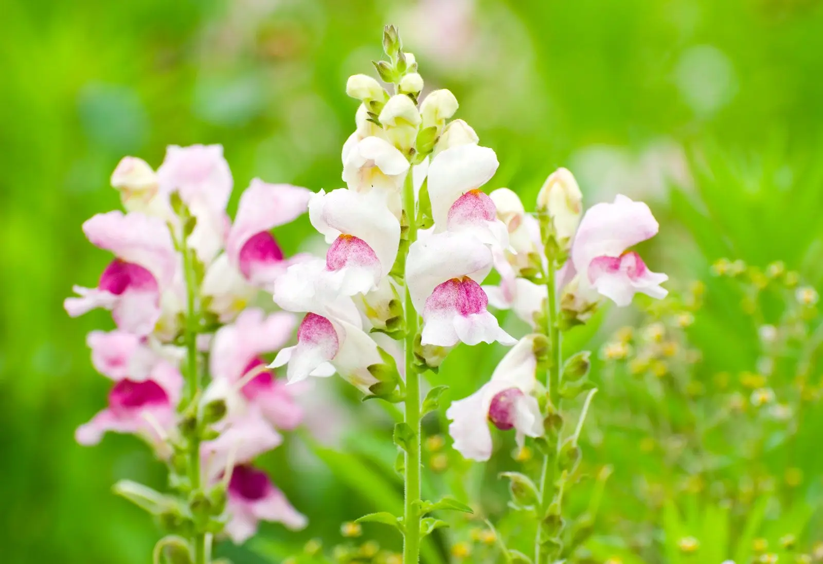 Snapdragon Flowers