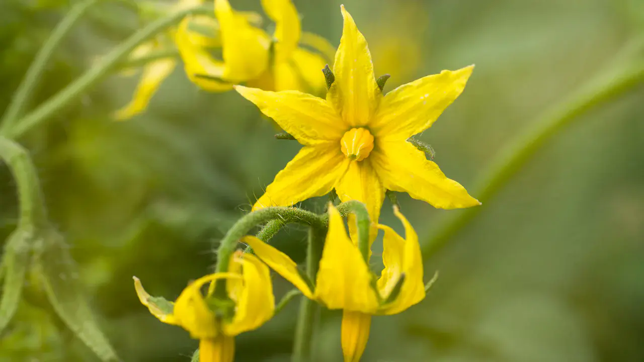 Close-up of Tomato Flowers