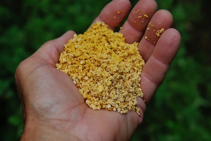 Use Corn Gluten Meal as a Pre-Emergent Weed Killer