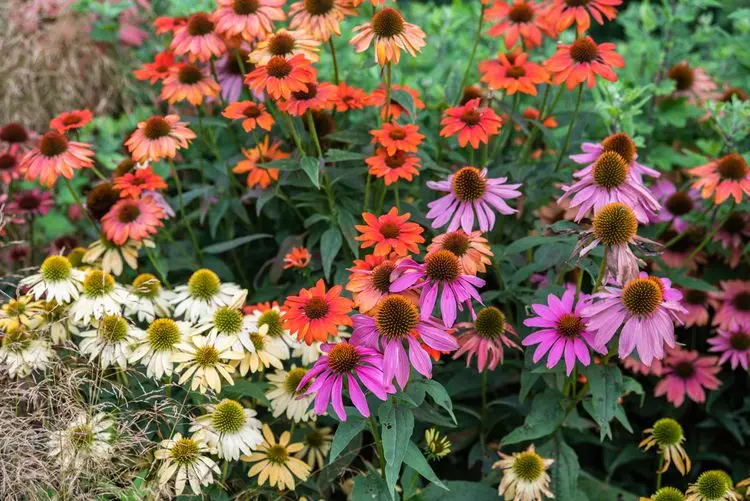 Preparing perennial flowers for winter