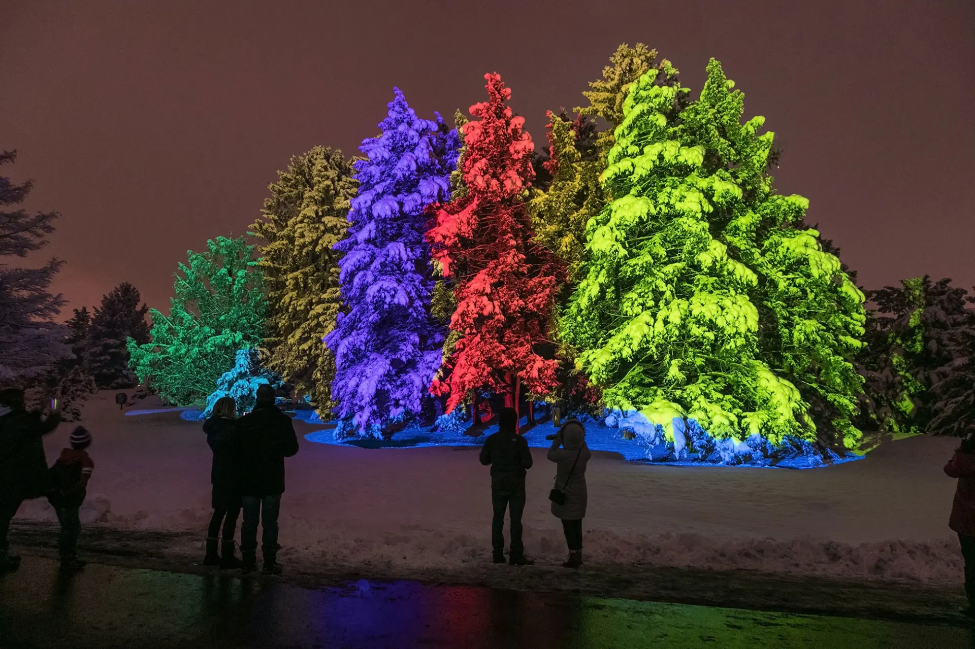 Illumination: Tree Lights at The Morton Arboretum - Lisle, Illinois