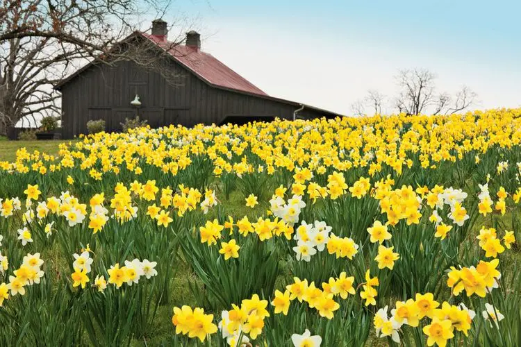 Daffodil Blooms