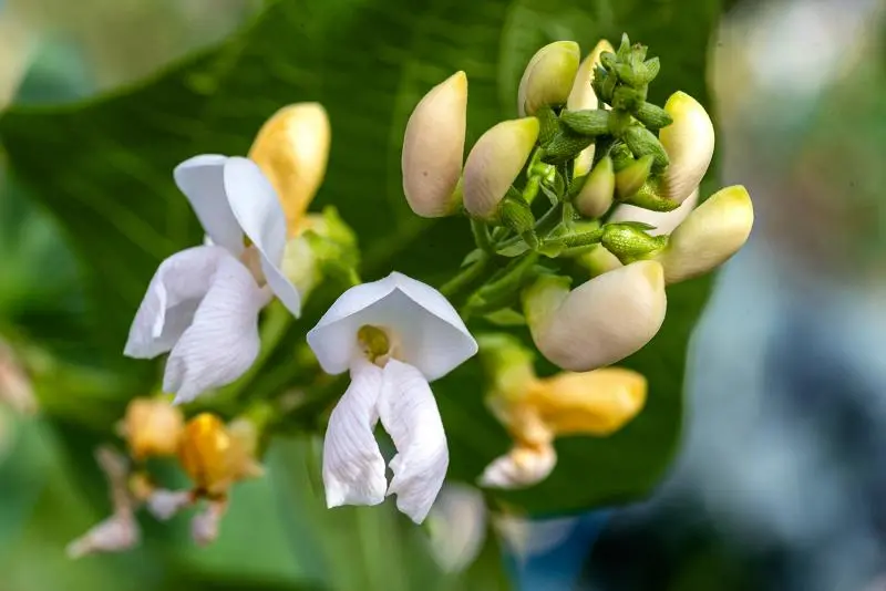 Close-up of Green Bean Flowers